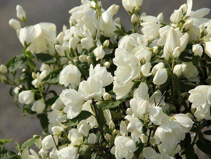 Чубушник Сноубель (жасмин)