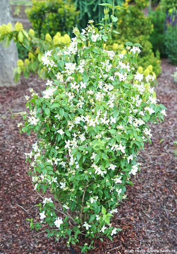 Чубушник Лемуана Эректус	