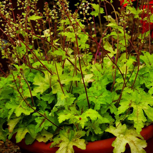 Гейхера Голд страйк