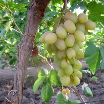 Виноград Нельсон