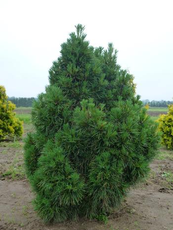 Сосна обыкновенная Глобоза Виридис
