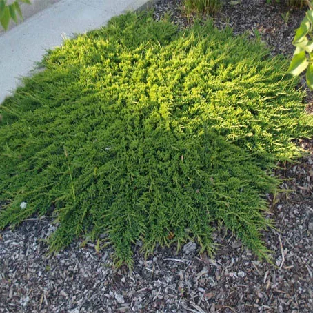 Можжевельник горизонтальный Принц Уэльский