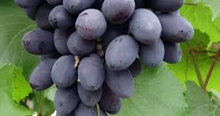 Виноград Кодрянка