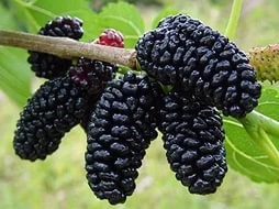 Шелковица черная