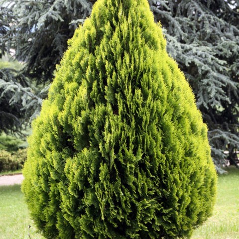 Туя складчатая Корник