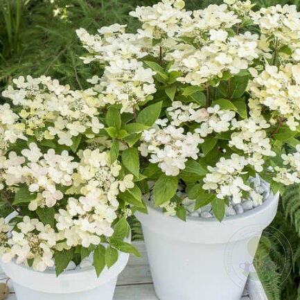 Гортензия метельчатая Полестар.