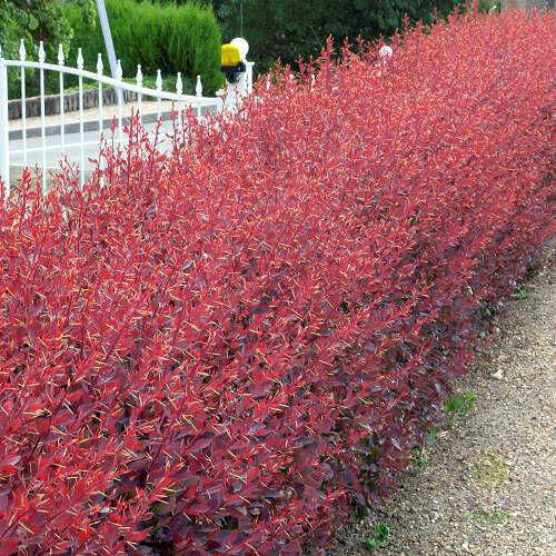  БАРБАРИС ОТТАВСКИЙ 'АУРИКОМА'