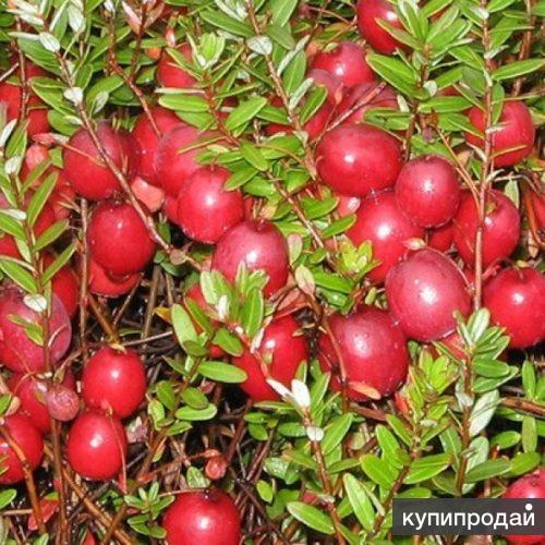 Клюква Мак Фарлин