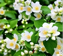 Чубушник гибридный (жасмин садовый) Калина