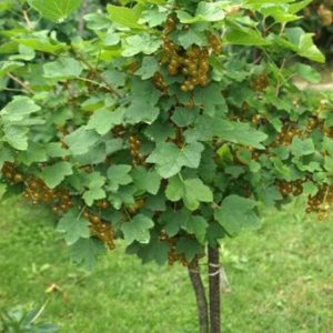 Смородина на штамбе 