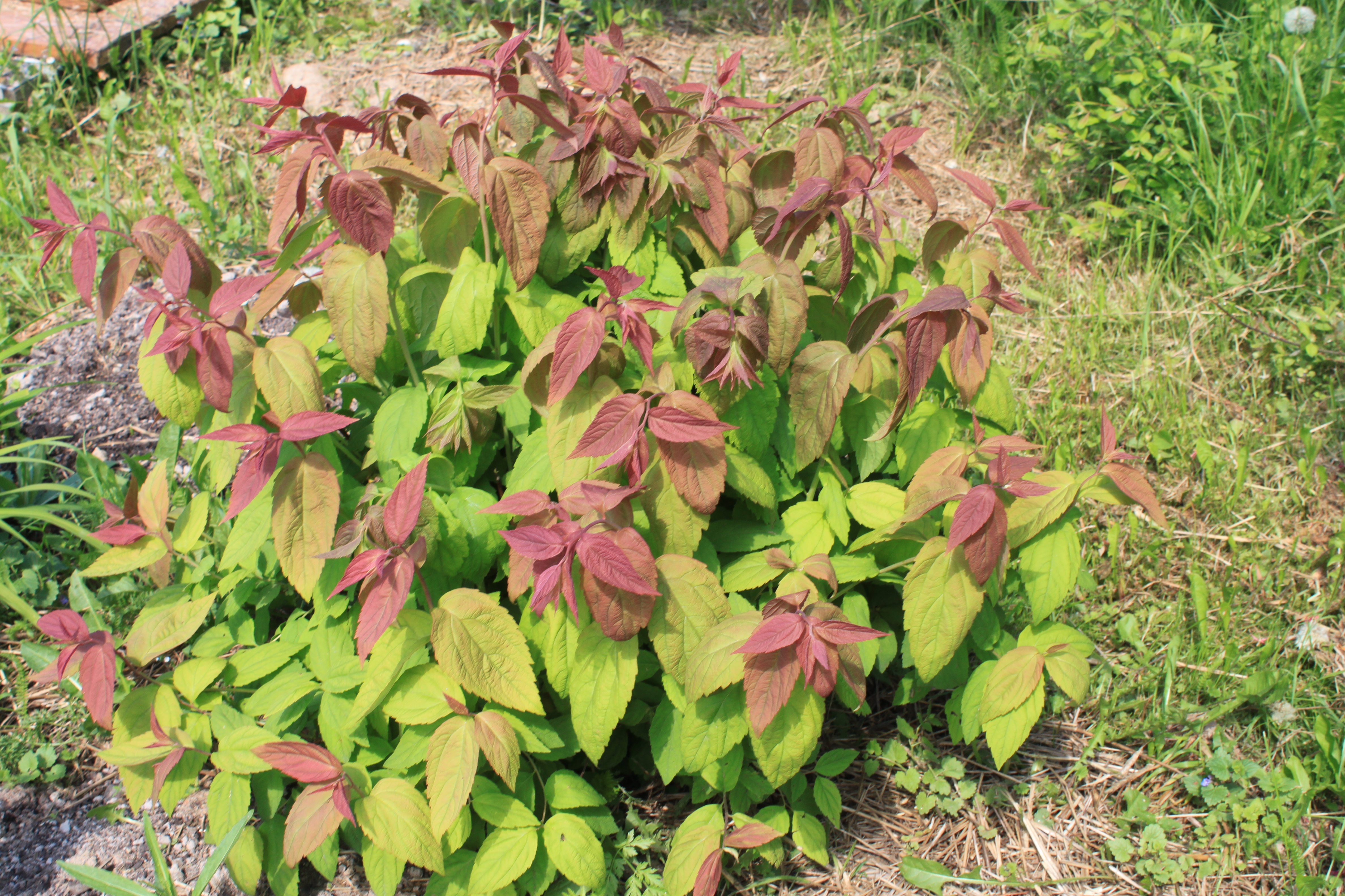 Спирея  японская  Макрофила