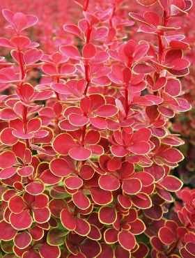 Барбарис тунберга Оранж Санрайз