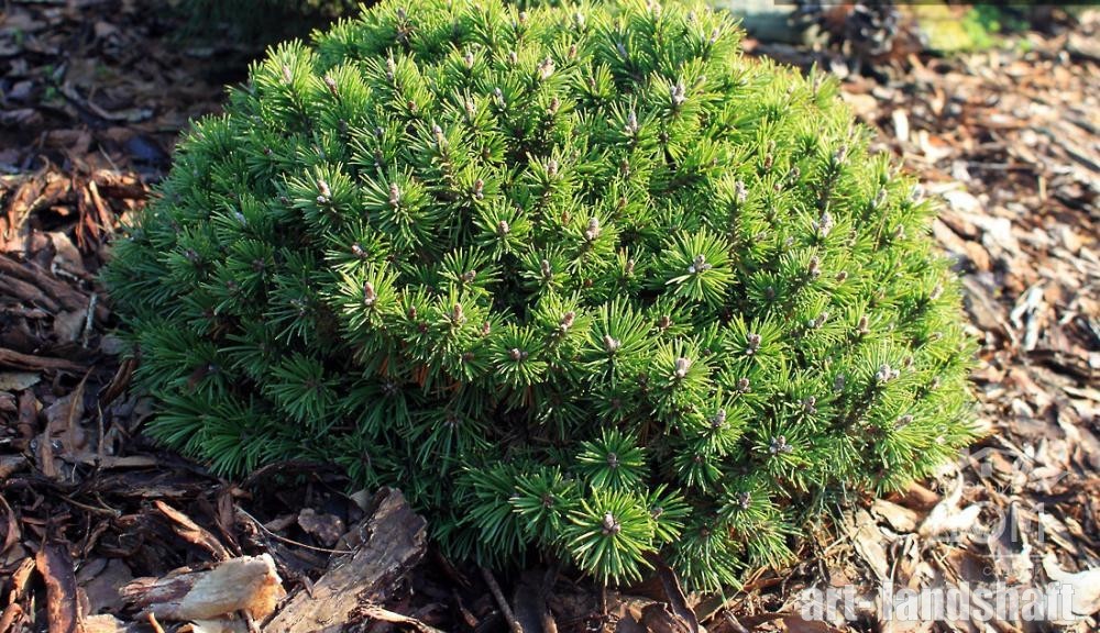 Сосна горная  Сан Себастьян