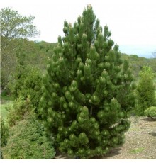 Сосна румелийская