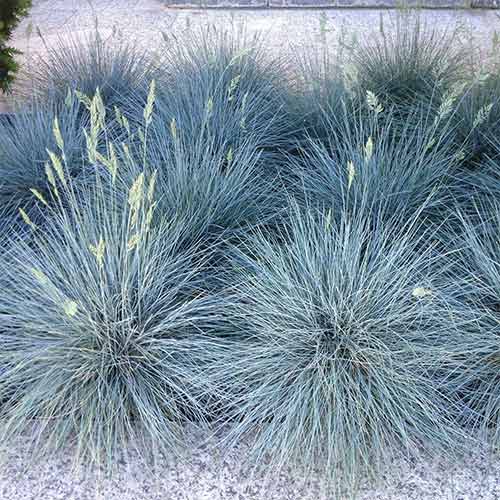 Овсянница Айс блю