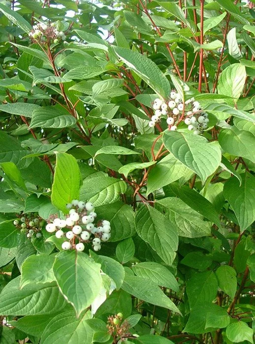 Дерен белый Сайбериан  Перлс