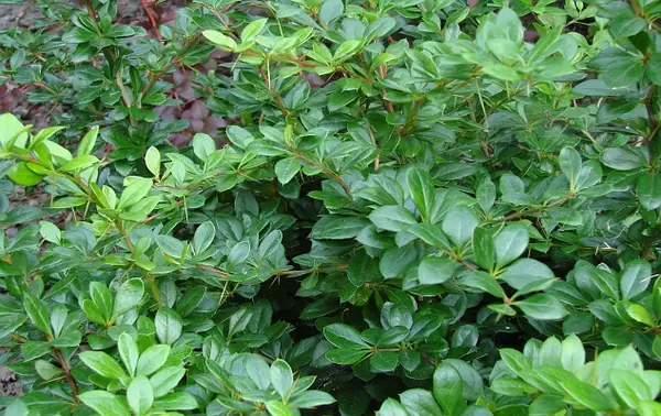 Барбарис  средний  Паркджувел