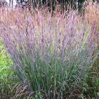 БОРОДАЧ ПРЕЙРИ БЛЮЗ 