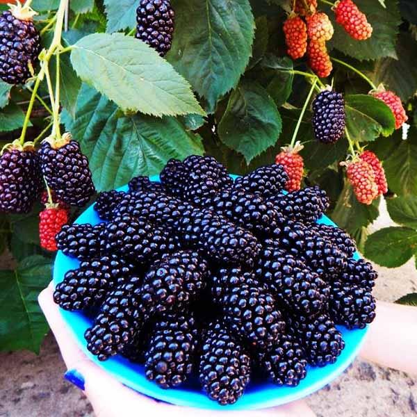 Ежевика Надчез